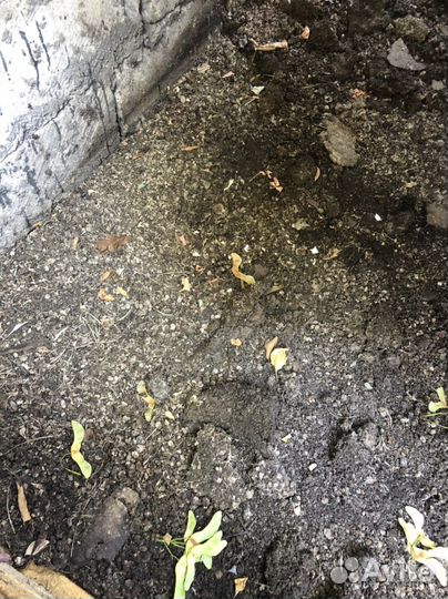 Перепелиный помет