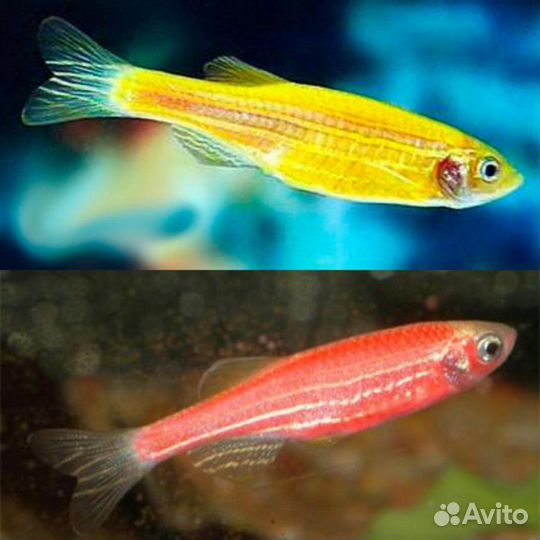 Рыбки данио