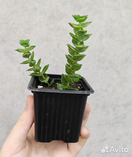 Крассула Перфората вар