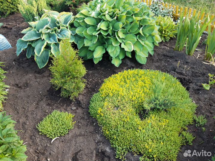 Очиток желтый