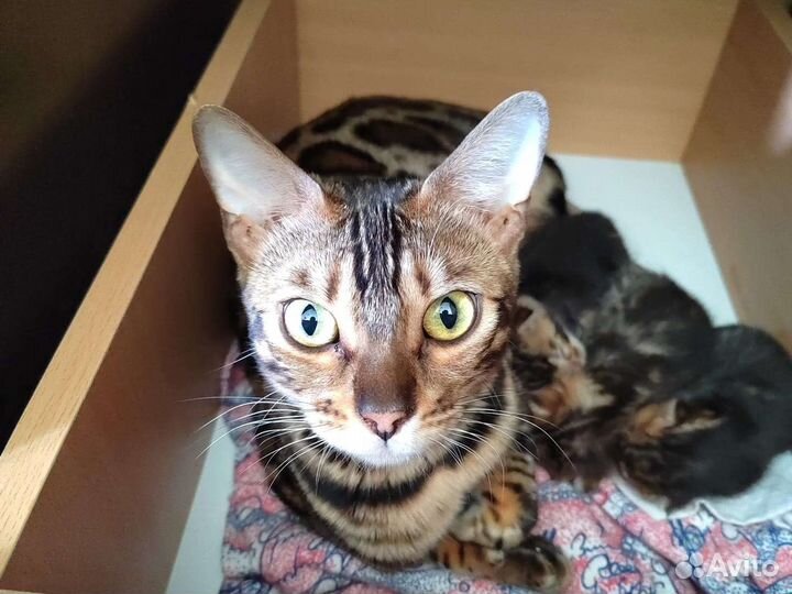 Бенгальские котята