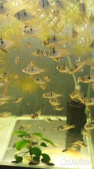 Апистограмма (микрогеофагус) рамирези