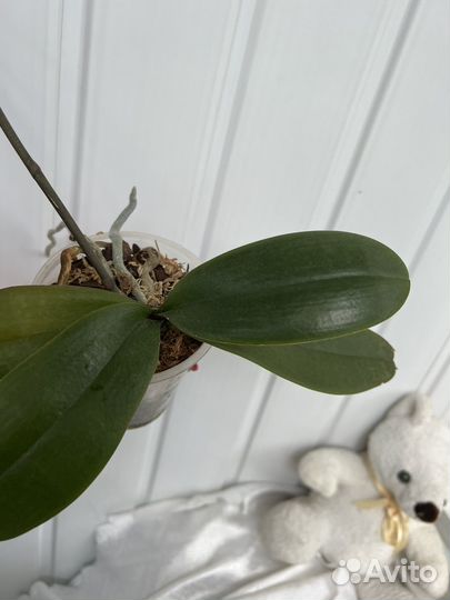 Орхидея фаленопсис Манхэттен