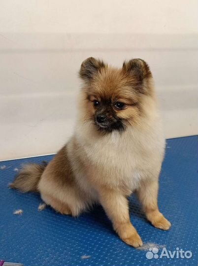 Груминг, стрижка собак и кошек