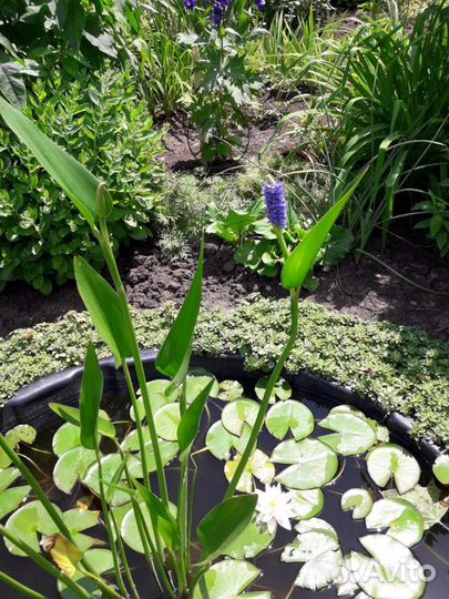 Нимфея Понтедерия Зебринус Рогоз