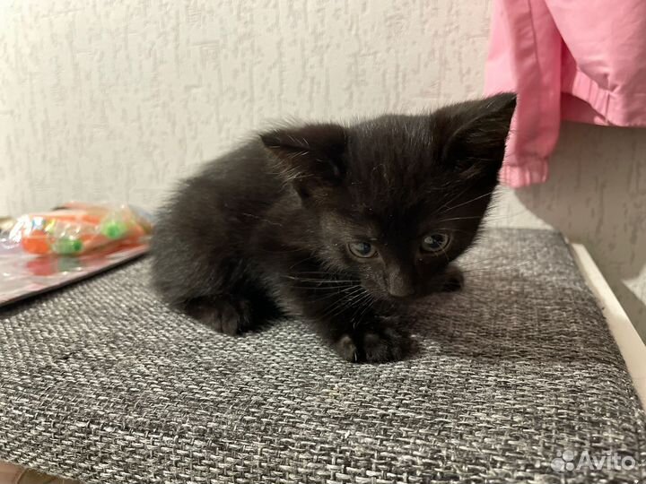 Кошка в дар бесплатно