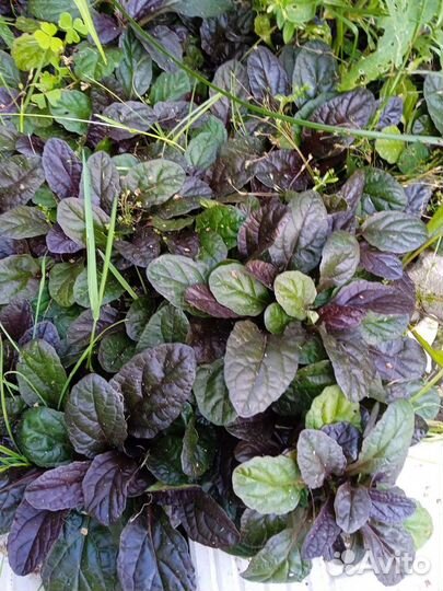 Цветы для сада