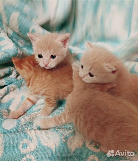 Котята невероятной красоты