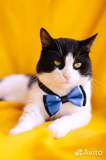 Славный котейка ищет дом