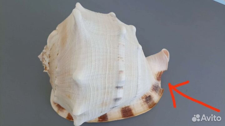 Морская раковина Кассис корнута со сколом