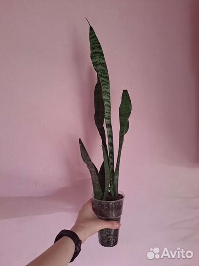 Монстера,сансевиерия, эпипремнум,диффенбахия