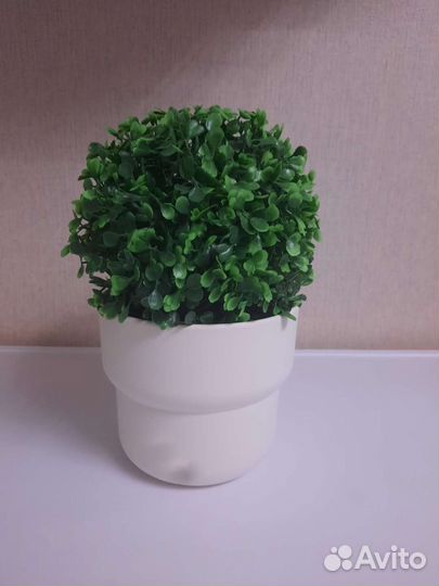 Искусственный самшит