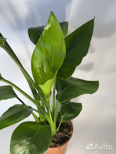 Стрелиция Николай 17/70