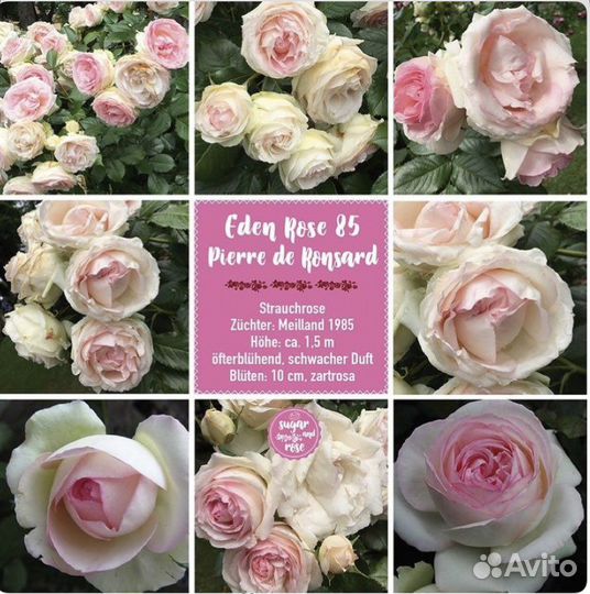 Английские сорта роз на осень 2023г