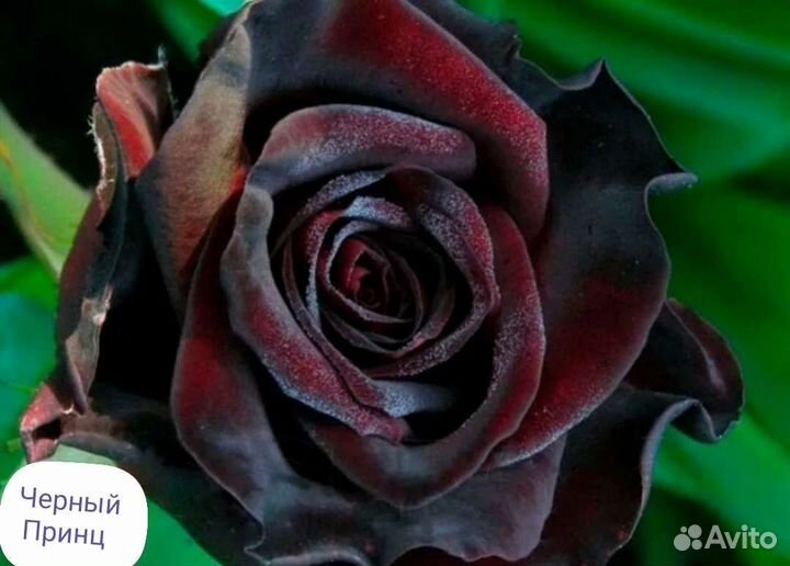 Саженцы роз открыт сезон продаж отправлю по России