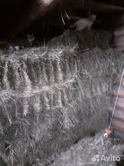 Сено в брикетах