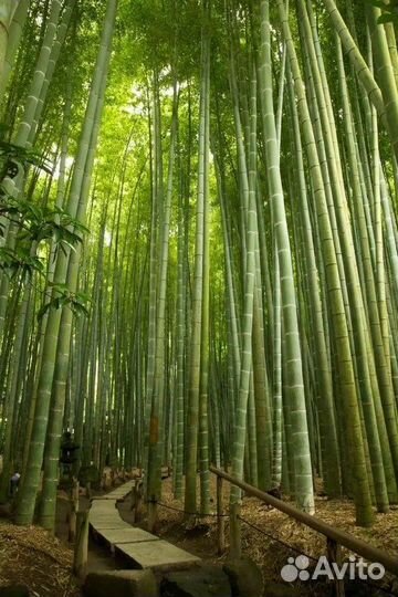 Бамбук корни и стволы