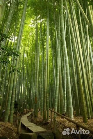 Бамбук корни и стволы