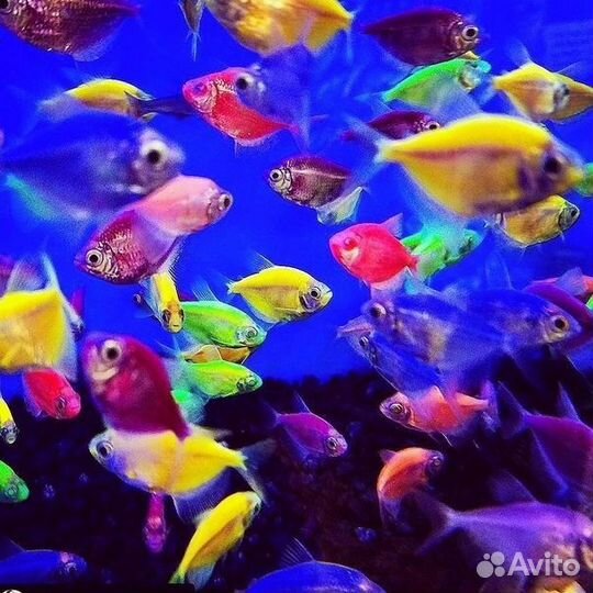 Рязанская рыба