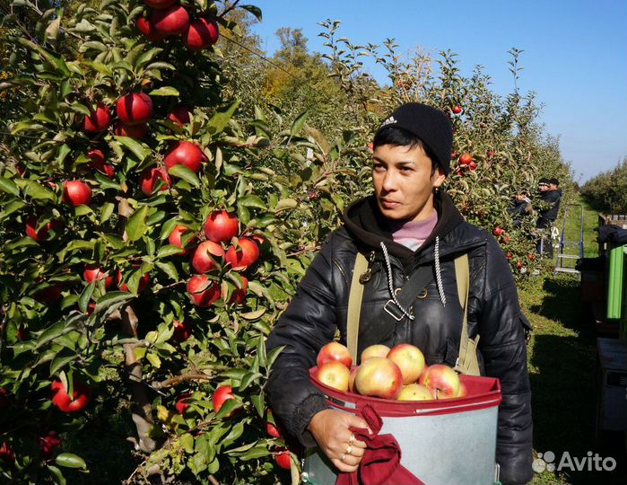 Рабочие на сбор яблок.Вахта.Липецк
