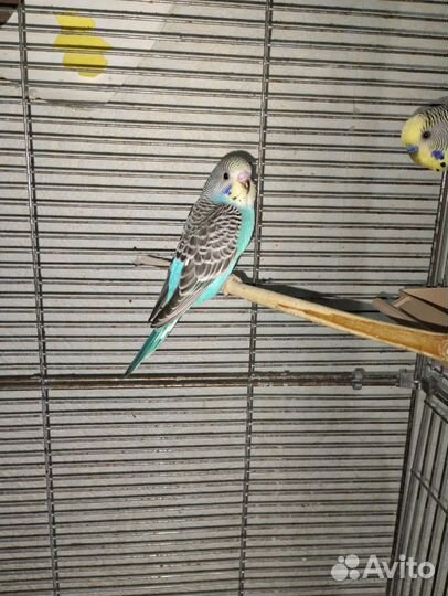 Волнистый попугай