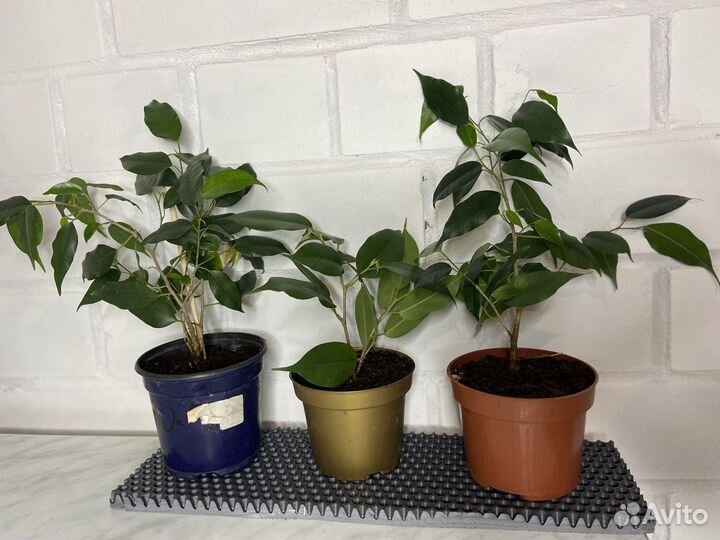 Фикус бенджамина