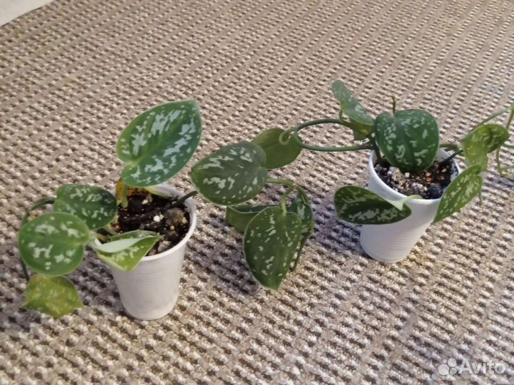 Сциндапсус пятнистый (треби)