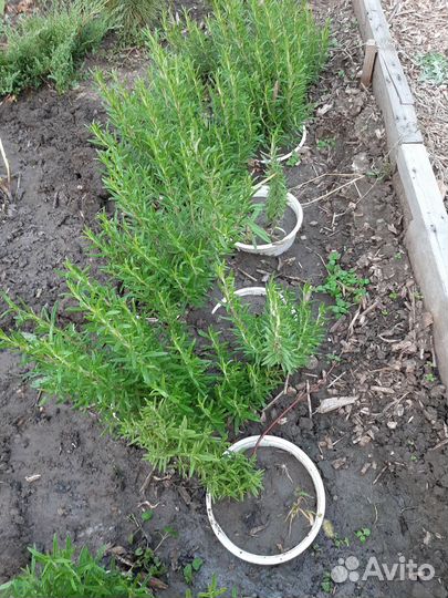 Розмарин саженцы