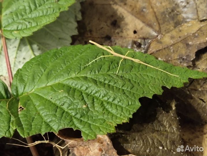 Анамские палочники
