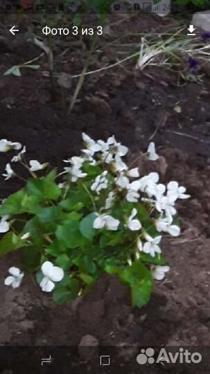 Растение Купена,или Соломонова печать