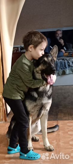 Вязка кобель вео
