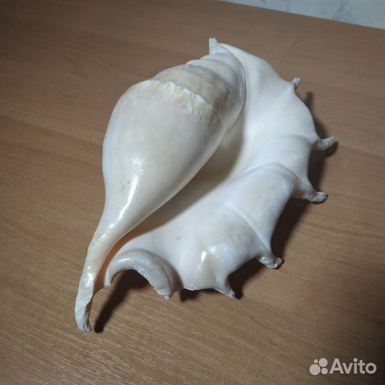 Большая морская раковина