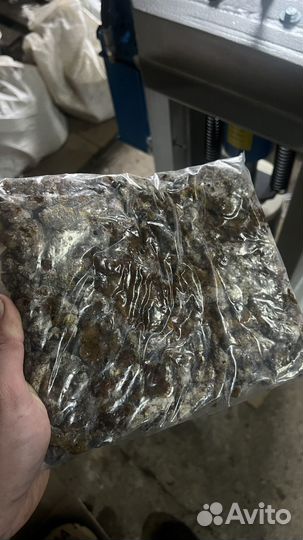 Живица кедровая