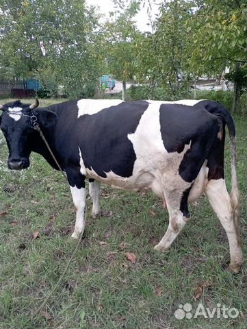 Авито пугачева животных. Авито пугачева животных. Русско-европейская лайка. Авито пугачева животных. Королевский сирийский хомячок.