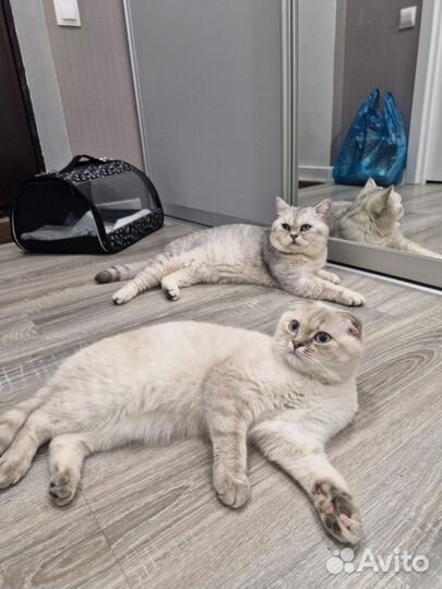 Шотландские шиншиллы котята