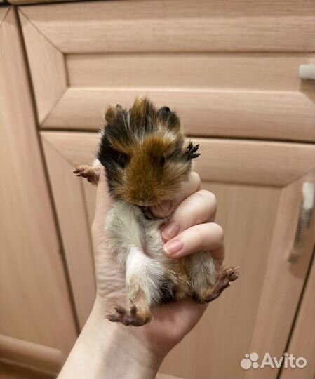 Морская свинка