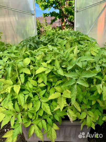 Рассада помидор и перцев. Огурцы и кабачки