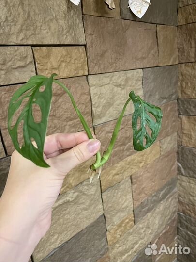 Монстера Манки