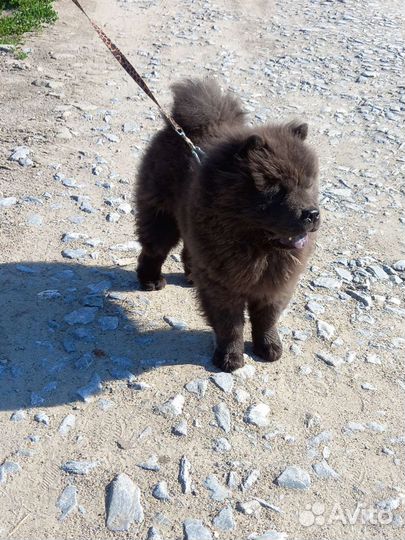 Щенки чау-чау