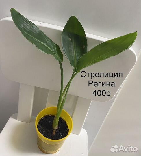 Стрелиция регина