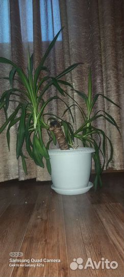 Домашнее растение- Юкка