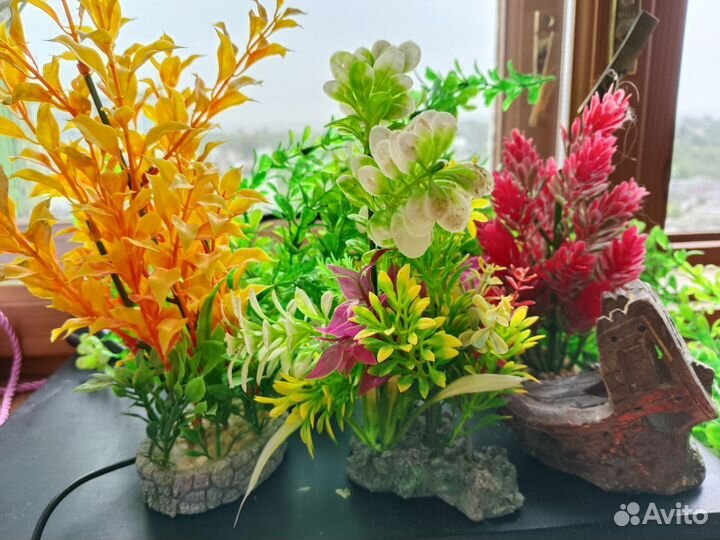 Растения для флорариума, аквариума