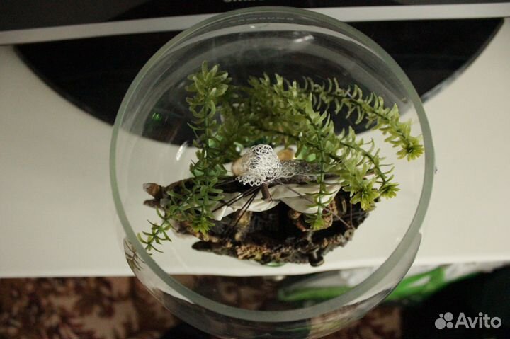 Элитный аквариум в виде рюмки вина из специального