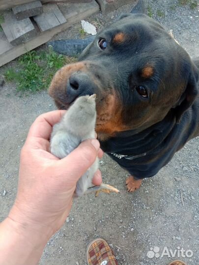 Щенки ротвейлера