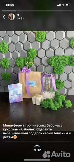 Мини ферма с тропическими куколками бабочек