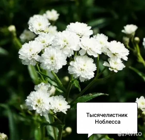 Тысячелистник 
