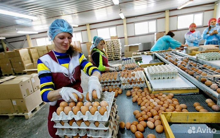 Вахтовое предложение: работа на птицефабрике Пермь