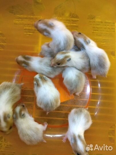 Сирийские хомячки двухцветные и другие