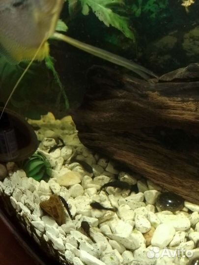 Сомики анциструсы