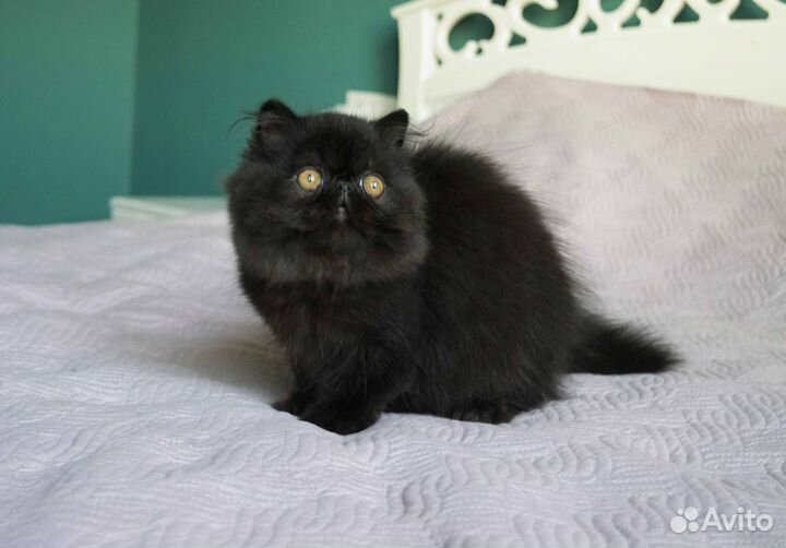 Персидский мальчик черного окраса